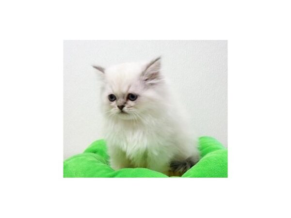 Persian CAT Female Blue Point 13097 Petland Batavia, Illinois