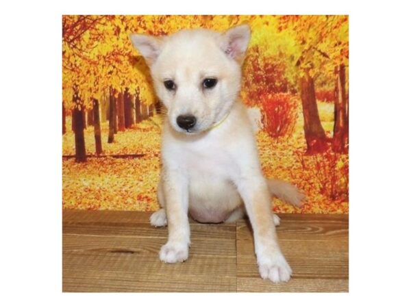 Shiba Inu DOG Female Cream 13092 Petland Batavia, Illinois