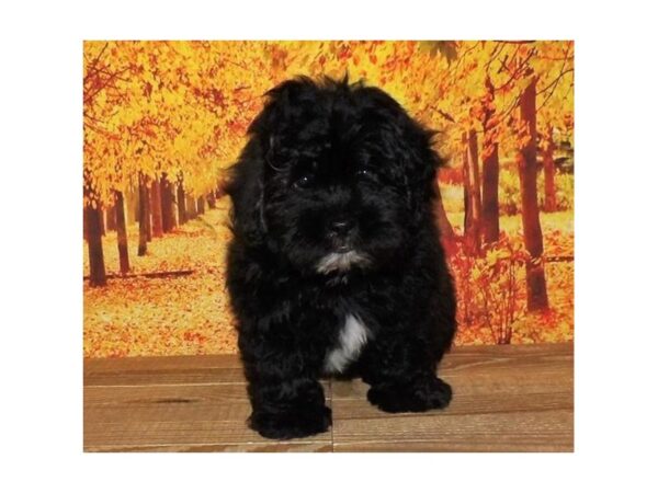 Shih Poo DOG Male Black 13096 Petland Batavia, Illinois