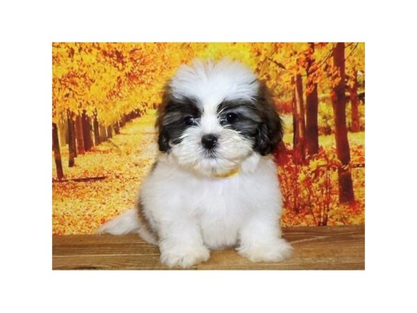 Teddy Bear DOG Male Gold / White 13094 Petland Batavia, Illinois