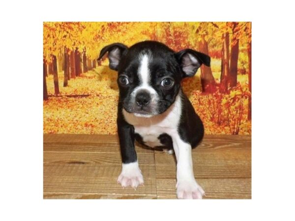 Boston Terrier-DOG-Female-Black / White-21277-Petland Batavia, Illinois