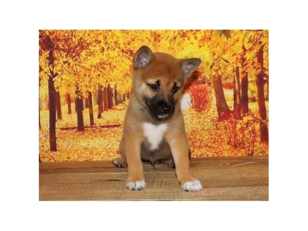 Shiba Inu DOG Male Red 21279 Petland Batavia, Illinois