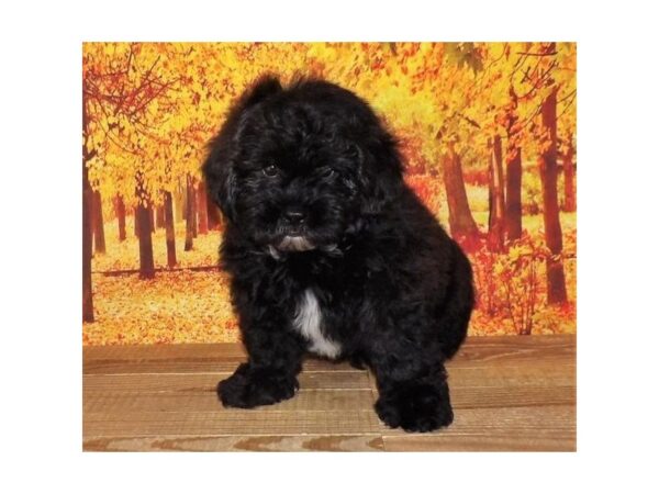 Shih Poo DOG Male Black 21280 Petland Batavia, Illinois