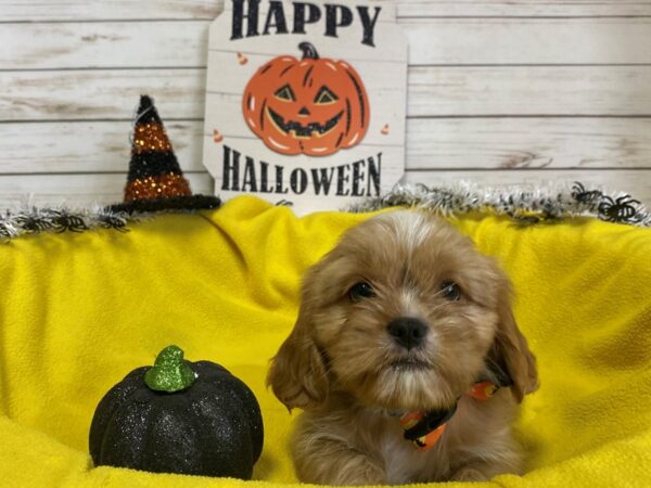 Cava Tzu-DOG-Male-Red & White-21268-Petland Batavia, Illinois