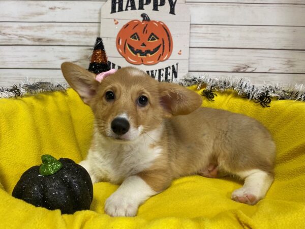 Pembroke Welsh Corgi-DOG-Female-Sable and White-21271-Petland Batavia, Illinois