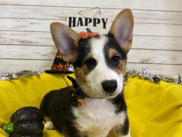 Pembroke Welsh Corgi-DOG-Male-Black and White, Tan Markings-21272-Petland Batavia, Illinois