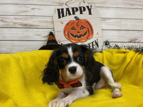 Cavalier King Charles Spaniel DOG Male Black 21273 Petland Batavia, Illinois