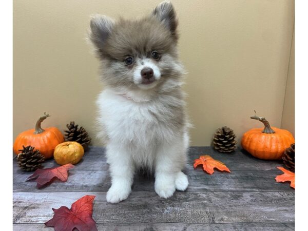 Pomeranian DOG Female Sable / White 21045 Petland Batavia, Illinois