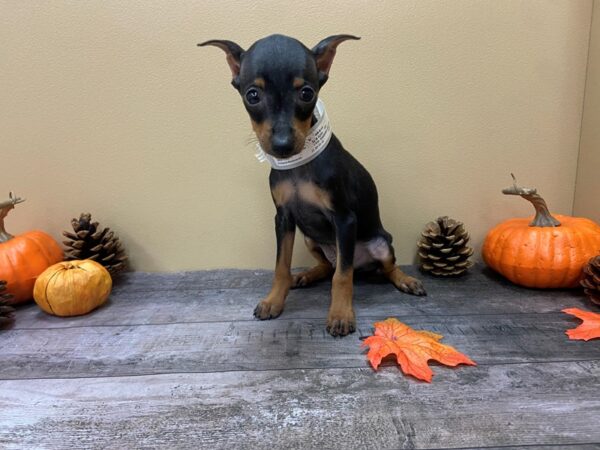 Miniature Pinscher DOG Male Black / Rust 21043 Petland Batavia, Illinois