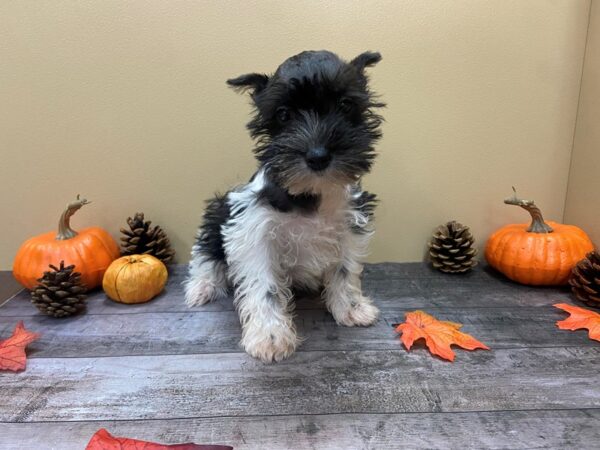 Miniature Schnauzer-DOG-Female-Black-21044-Petland Batavia, Illinois