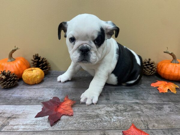 English Bulldog-DOG-Female-Black & White-21024-Petland Batavia, Illinois