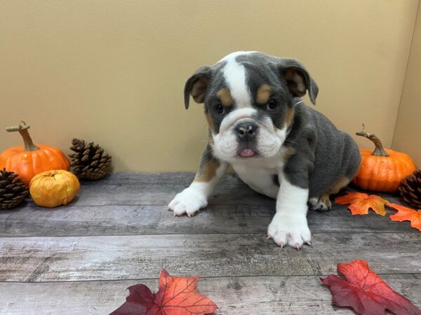 English Bulldog DOG Female Blue Tri 21026 Petland Batavia, Illinois