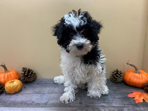 Poodle Mini-DOG-Male-White / Black-21038-Petland Batavia, Illinois