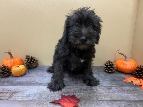 Miniature Schnauzer DOG Female Black 21032 Petland Batavia, Illinois