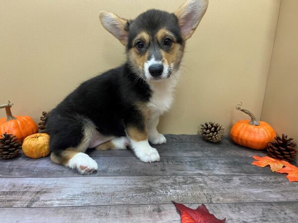 Pembroke Welsh Corgi DOG Female Black and White, Tan Markings 21028 Petland Batavia, Illinois