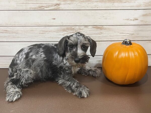 Miniature Schnauzer-DOG-Female-Blue Merle-21270-Petland Batavia, Illinois