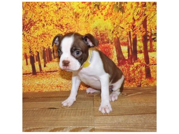 Boston Terrier DOG Female Seal / White 21296 Petland Batavia, Illinois