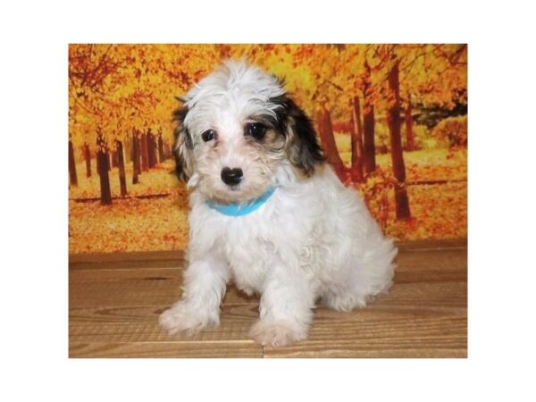 Yorkie Poo DOG Female White / Black 21297 Petland Batavia, Illinois