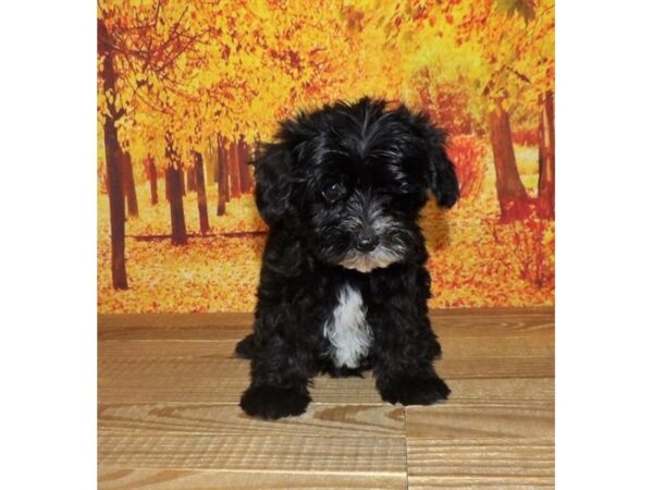 Yorkie Poo DOG Female Black 21344 Petland Batavia, Illinois