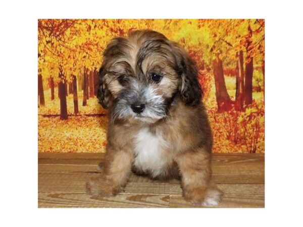 Lhasa Poo DOG Female Golden 21299 Petland Batavia, Illinois