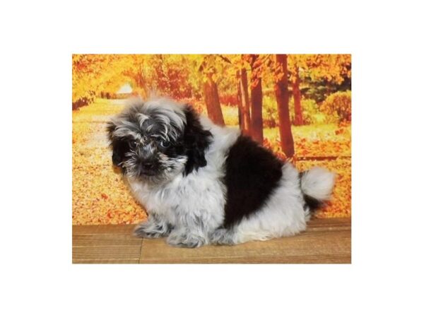 Teddy Bear DOG Female Brindle / White 21298 Petland Batavia, Illinois