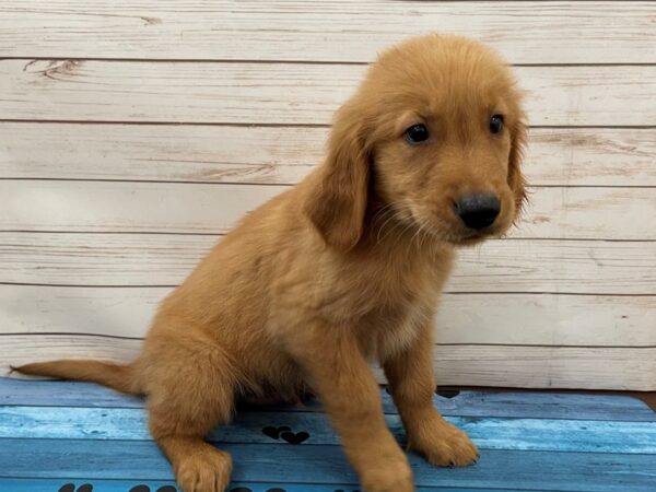 Golden Retriever DOG Male Golden 13109 Petland Batavia, Illinois