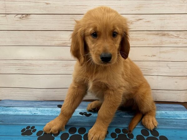 Golden Retriever-DOG-Female-Golden-13108-Petland Batavia, Illinois