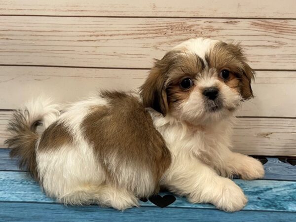 Shih Tzu DOG Male Gold and White 13106 Petland Batavia, Illinois