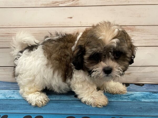 Teddy Bear DOG Female White, Sable Markings 13099 Petland Batavia, Illinois