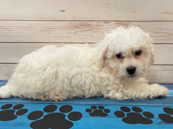 Bichon Frise DOG Male White 13100 Petland Batavia, Illinois