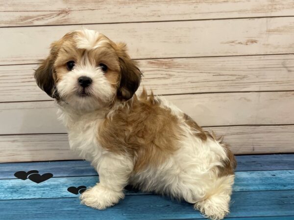 Teddy Bear DOG Male Gold and White 13101 Petland Batavia, Illinois