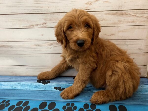 Goldendoodle-DOG-Male-Red-13104-Petland Batavia, Illinois