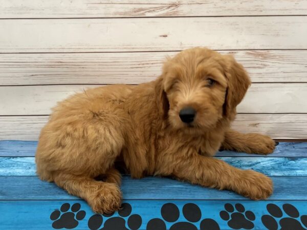 Goldendoodle DOG Female Red 13105 Petland Batavia, Illinois