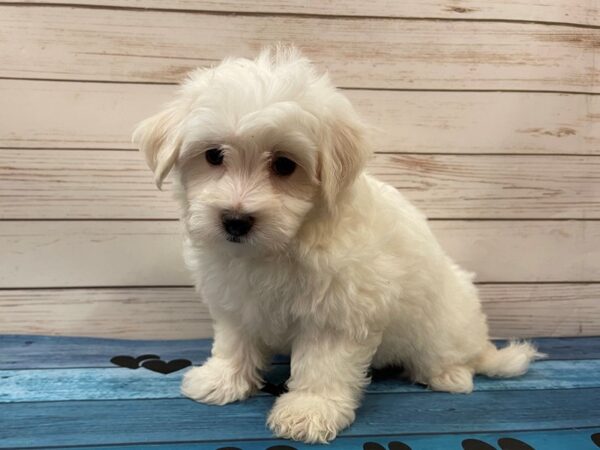 Havachon DOG Female White 13103 Petland Batavia, Illinois