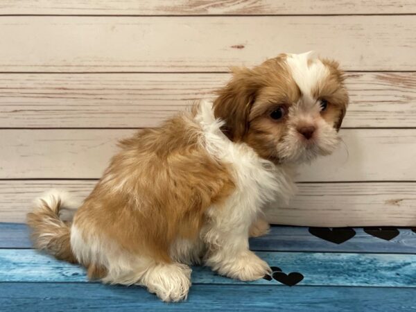 Shih Tzu DOG Female Gold and White 13107 Petland Batavia, Illinois