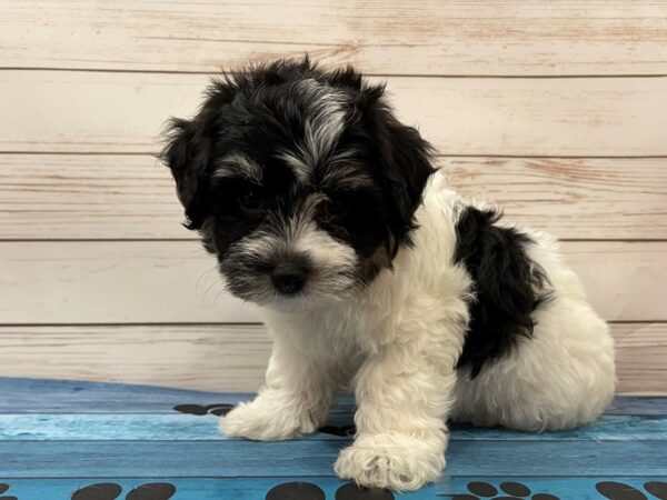 Havachon-DOG-Male-Black & White-13102-Petland Batavia, Illinois