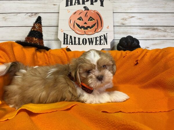 Shih Tzu-DOG-Male-Gold and White-21289-Petland Batavia, Illinois