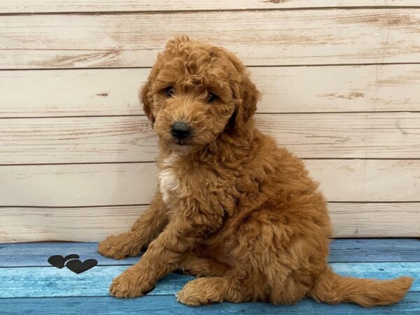 Goldendoodle Mini 2nd Gen DOG Male Red 13110 Petland Batavia, Illinois