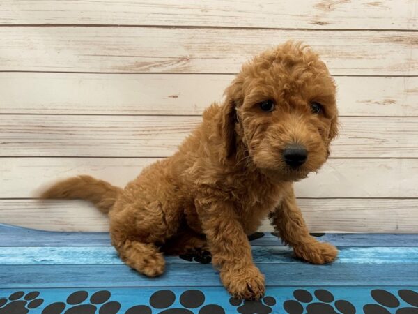 Goldendoodle Mini 2nd Gen-DOG-Male-Red-13111-Petland Batavia, Illinois