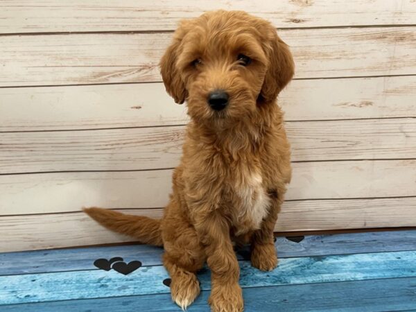 Goldendoodle Mini 2nd Gen-DOG-Female-Red-13112-Petland Batavia, Illinois