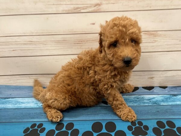 Goldendoodle Mini 2nd Gen-DOG-Female-Red-13113-Petland Batavia, Illinois