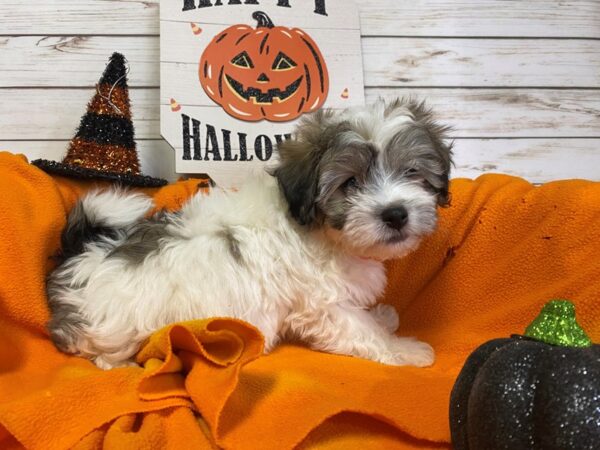 Havachon DOG Male White, Sable Markings 21294 Petland Batavia, Illinois