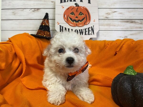 Bichon Frise-DOG-Male-White-21295-Petland Batavia, Illinois
