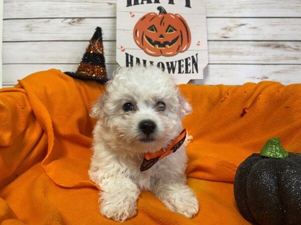 Bichon Frise DOG Male White 21295 Petland Batavia, Illinois