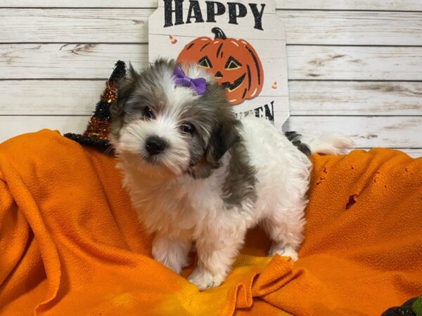 Havachon DOG Female White, Sable Markings 21293 Petland Batavia, Illinois