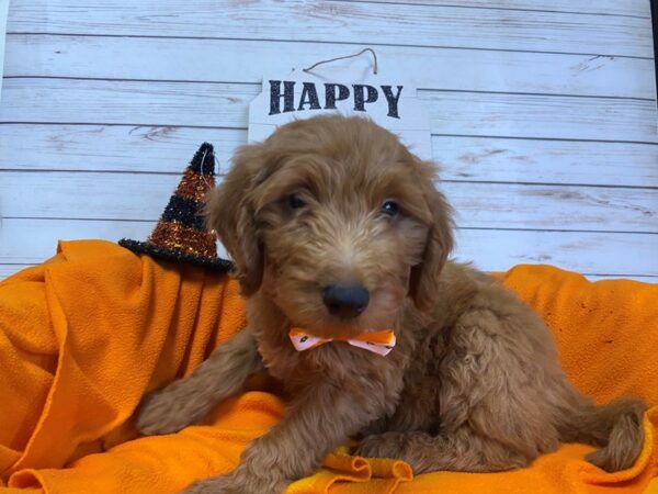 Goldendoodle DOG Male Red 21292 Petland Batavia, Illinois