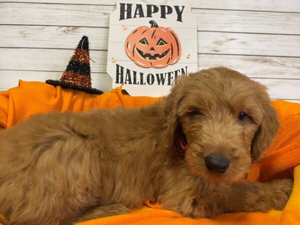 Goldendoodle DOG Male Red 21291 Petland Batavia, Illinois