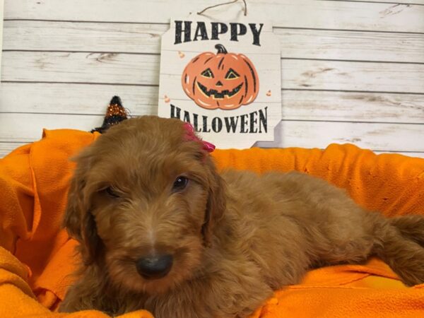 Goldendoodle DOG Female Red 21290 Petland Batavia, Illinois