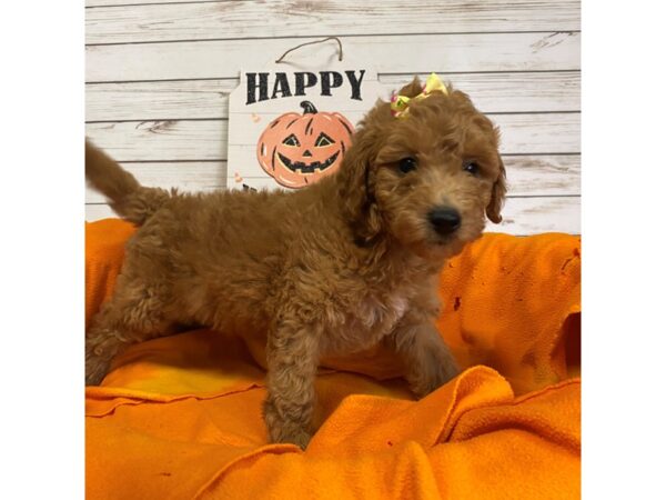 Goldendoodle Mini 2nd Gen DOG Female Red 21284 Petland Batavia, Illinois
