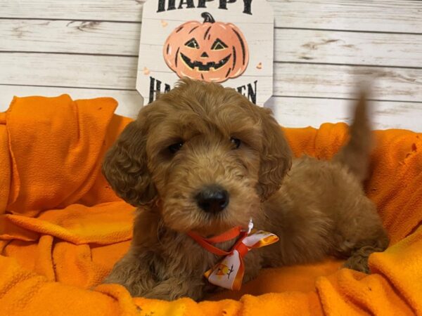 Goldendoodle Mini 2nd Gen-DOG-Male-Red-21283-Petland Batavia, Illinois